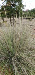 Muhlenbergia lindheimeri