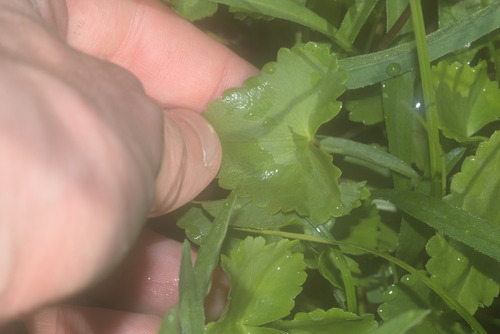 Caltha biflora (Caltha biflora)