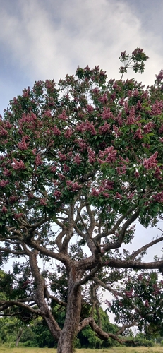 cabbagebark tree
