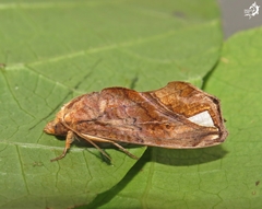 Oraesia nobilis