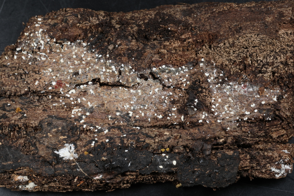 Myxarium podlachicum