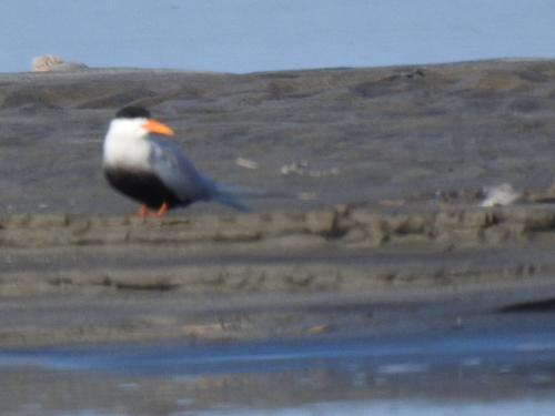 Black-bellied Tern (Sterna acuticauda), photo 2