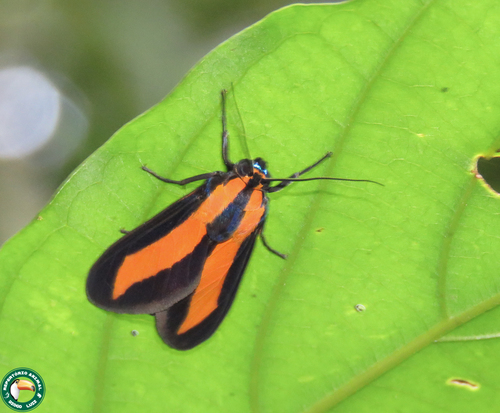 Ormetica iheringi