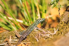 Podarcis muralis nigriventris