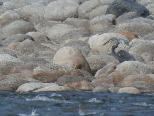White-bellied Heron (Ardea insignis), photo 5