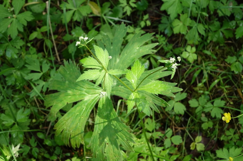 Ural Sanicle (Sanicula uralensis)