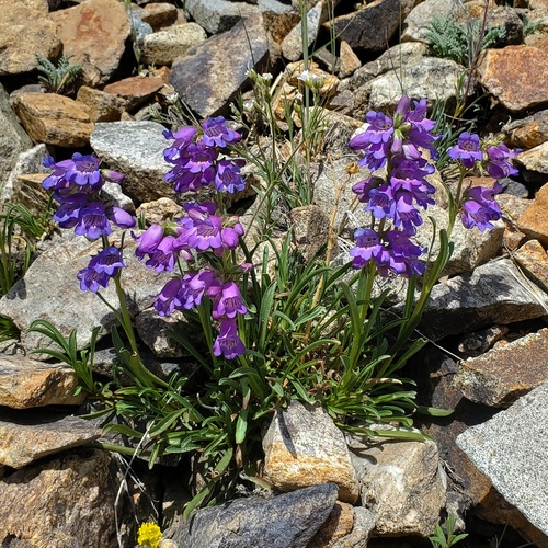 Penstemon hallii