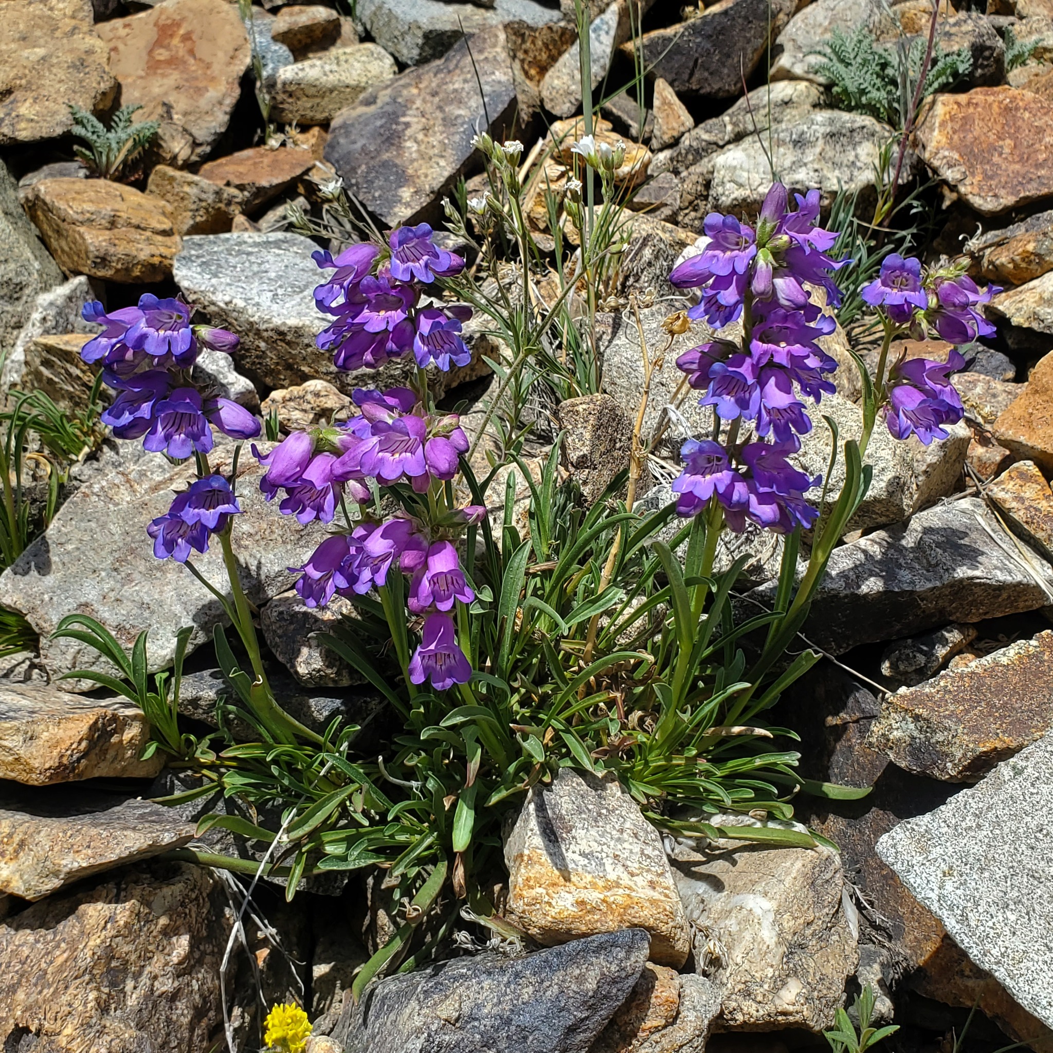 Penstemon hallii