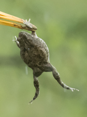 Duttaphrynus stomaticus