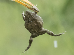 Duttaphrynus stomaticus