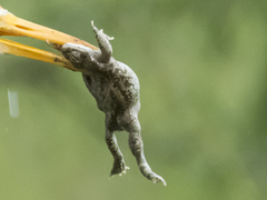 Duttaphrynus stomaticus