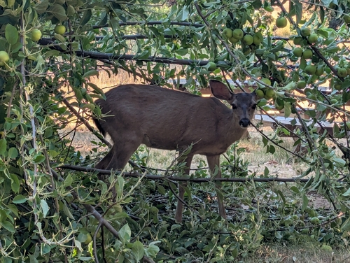 iNaturalist observation photo of Columbian Black-tailed Deer