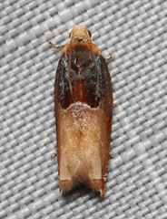Image of Ancylis divisana