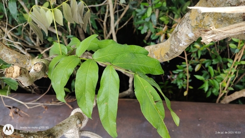 Zygia latifolia