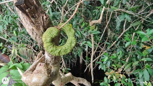 Zygia latifolia, photograph 1