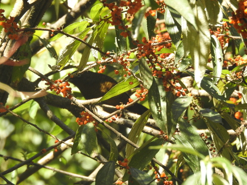 Blue-winged Laughingthrush (Trochalopteron squamatum), photo 4