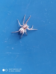 Arachosia praesignis