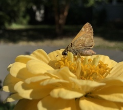 Atalopedes campestris