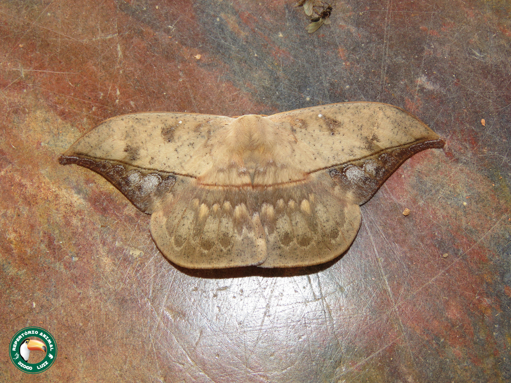 Oxytenis modestia