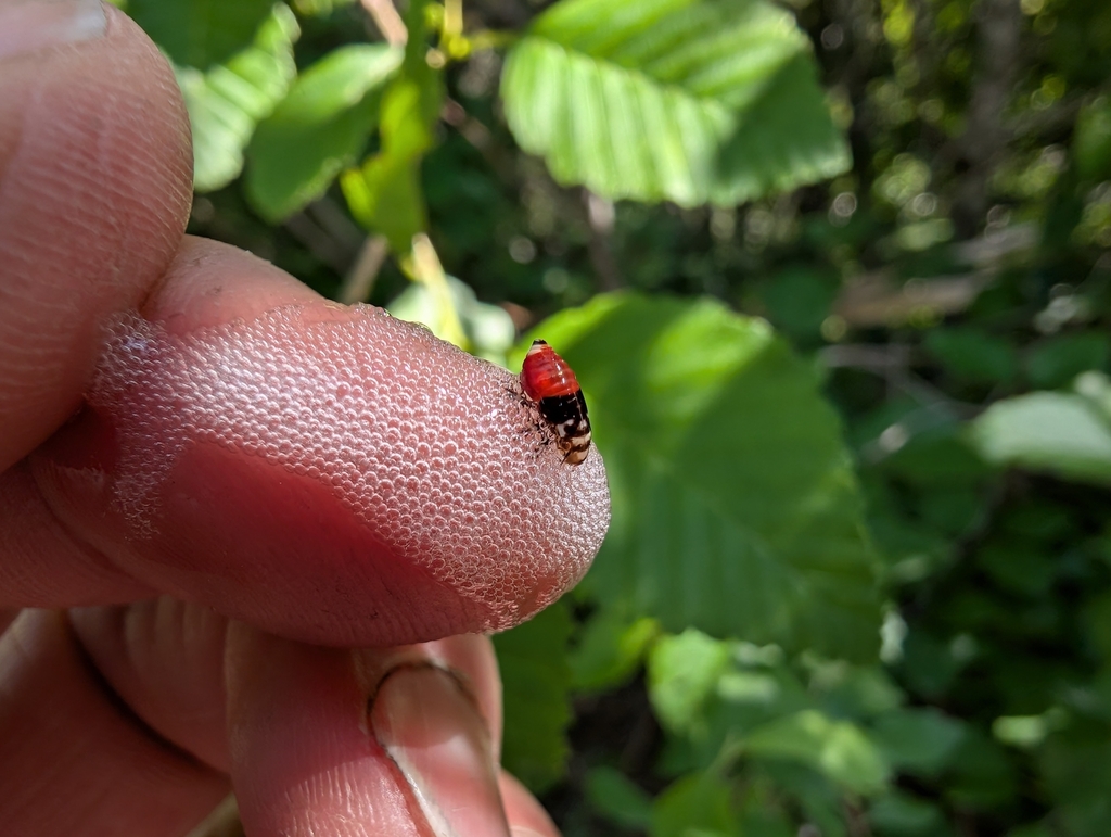 Douglas-fir spittlebug