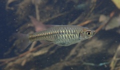 Volcano Rasbora photo 2
