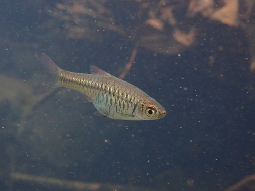 Volcano rasbora (Rasbora vulcanus) — Cyprinidae — 4