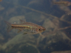 Volcano Rasbora photo 1