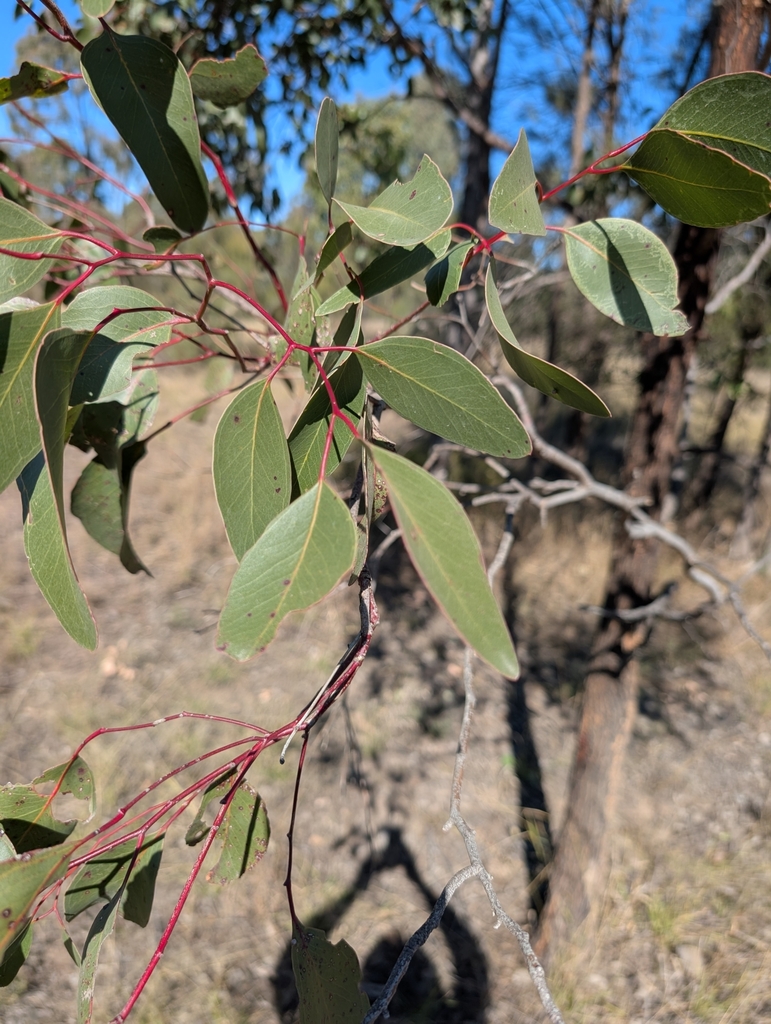 Eucalyptus hybrida
