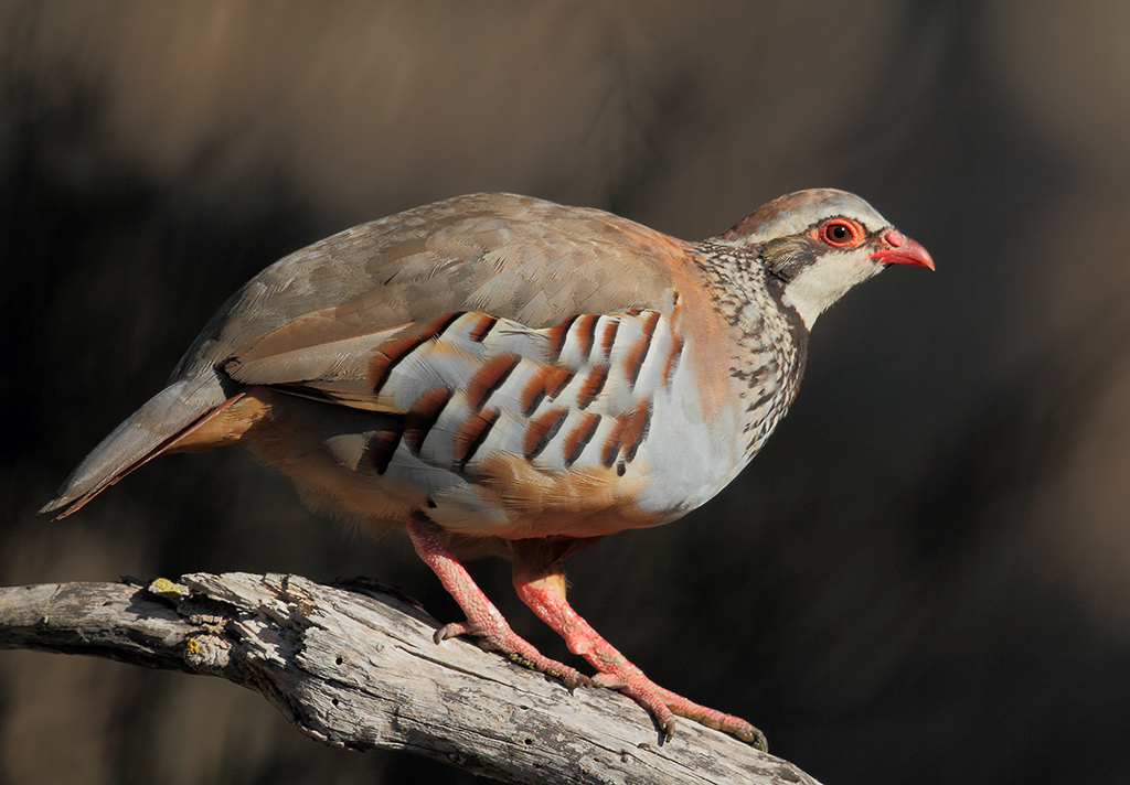 Pheasants, Grouse, and Allies