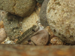 Cleft-Lipped Goby photo 4