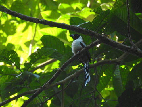 Collared Treepie (Dendrocitta frontalis), photo 9