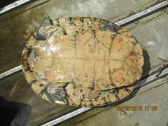 Phrynops geoffroanus