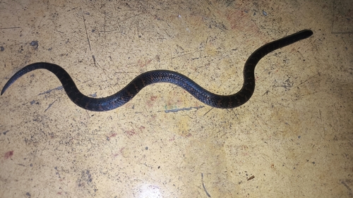 Two-lined Ground Snake