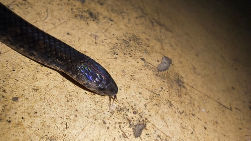 Two-lined Ground Snake