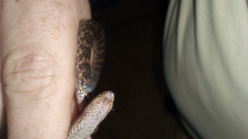 Two-lined Ground Snake