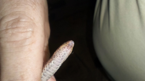 Two-lined Ground Snake