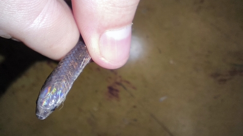 Two-lined Ground Snake