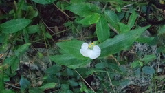 Centrosema virginianum