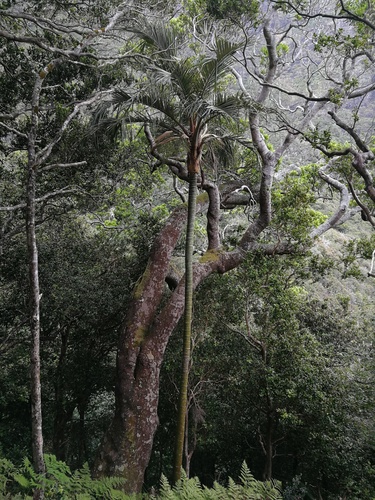 Juania australis, photograph 3