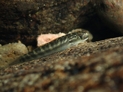 Cleft-Lipped Goby photo 5