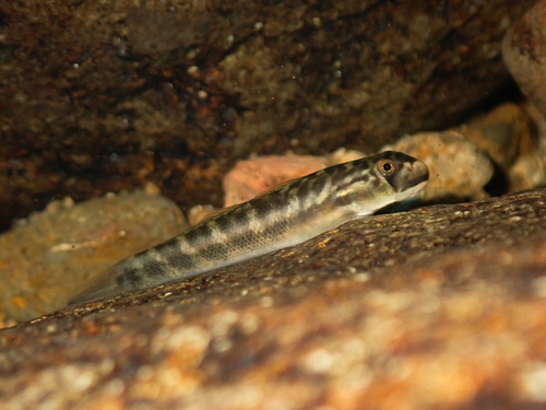 Dogface goby (Sicyopterus cynocephalus) — Gobiidae