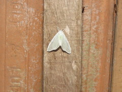 Palpita flegia