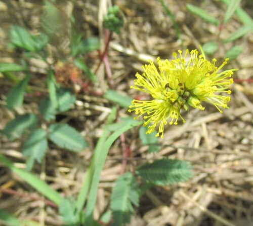 Neptunia lutea