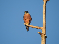 Falco severus