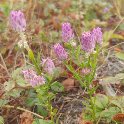 Polygala sanguinea iNat (1)