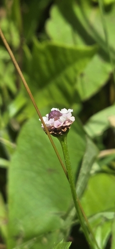 Lanceleaf fogfruit (Phyla lanceolata)
