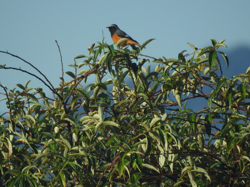 Hodgson's Redstart (Phoenicurus hodgsoni), photo 10
