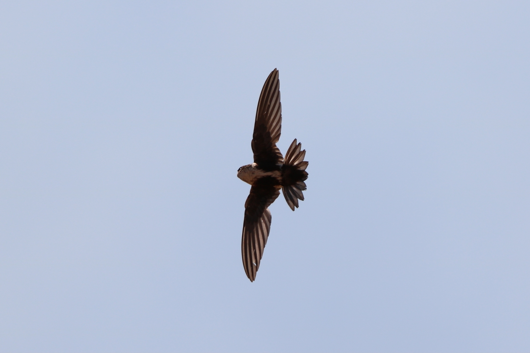 Aeronautes saxatalis (Woodhouse, 1853)