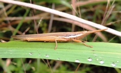 Leptysma marginicollis marginicollis