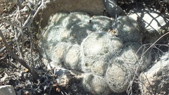 Mammillaria lenta